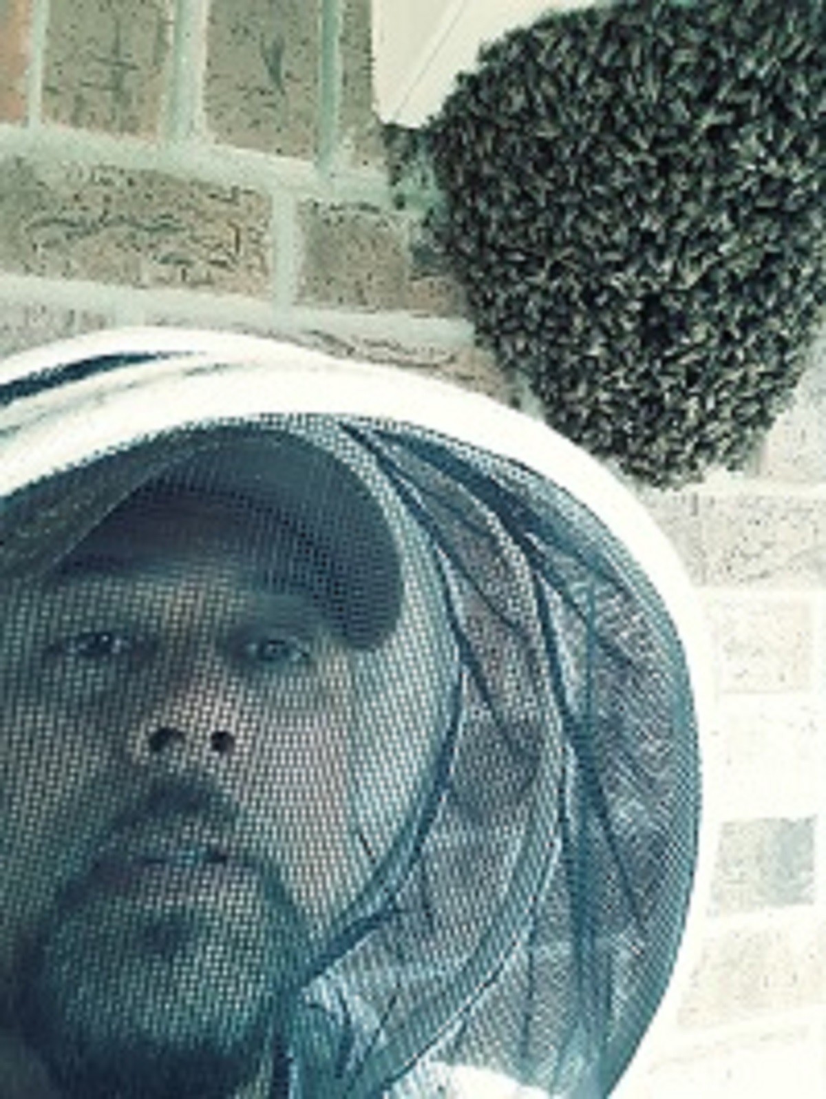 Houston Bee Removal Cost